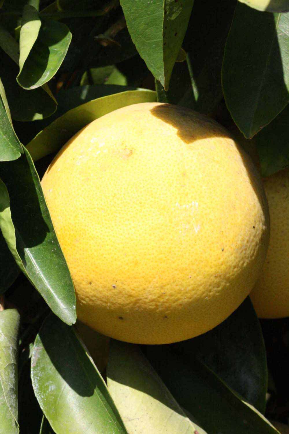            Fruit (Riverside, CA)   